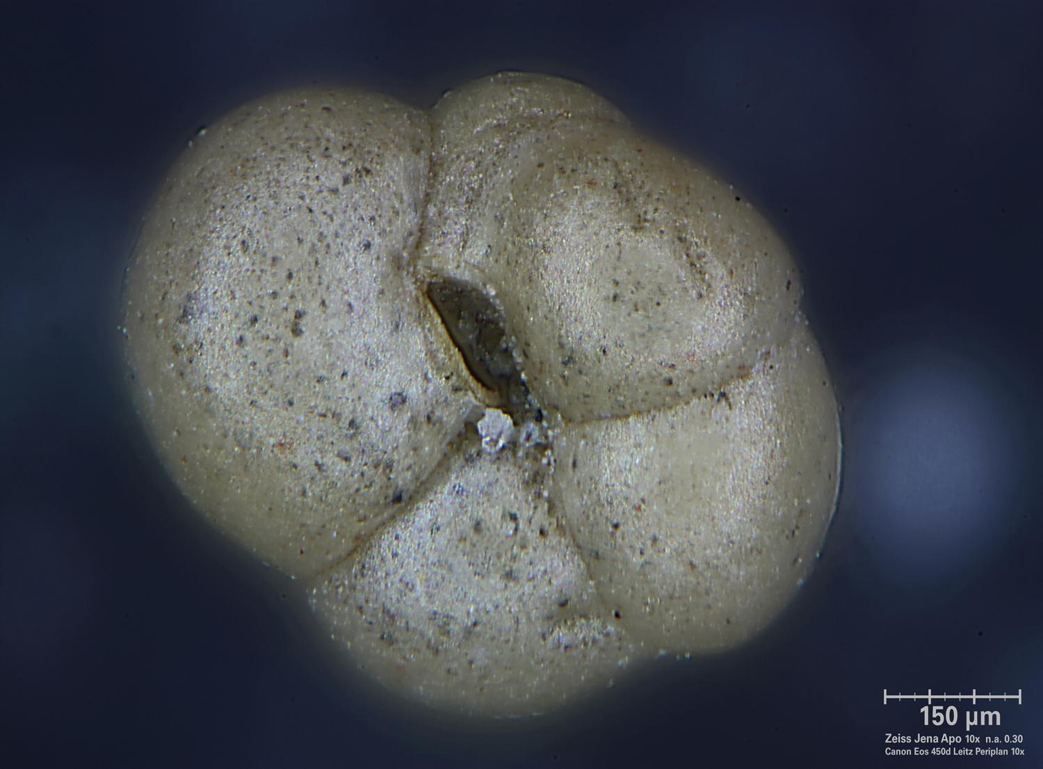 Globigerina sp.  - epi